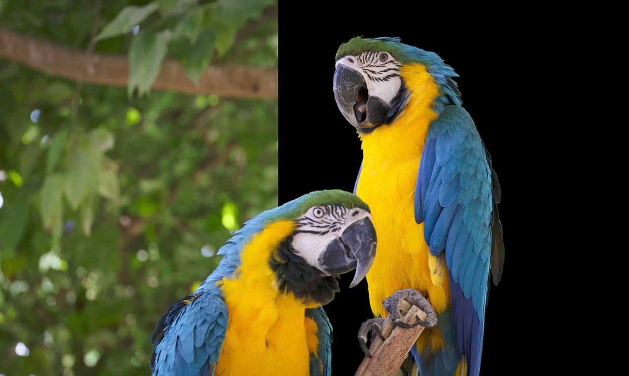 ONYX AI Matte V2 screenshot 5