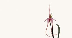 Closure Vending Machine